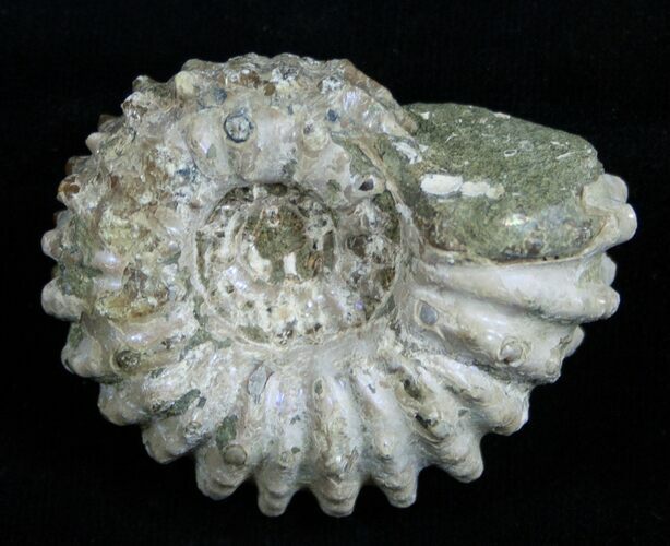 Inch Bumpy Douvilleiceras Ammonite #1972